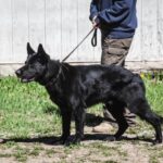 K9 Talu