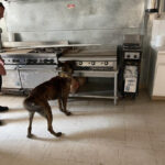 K9 Tigo