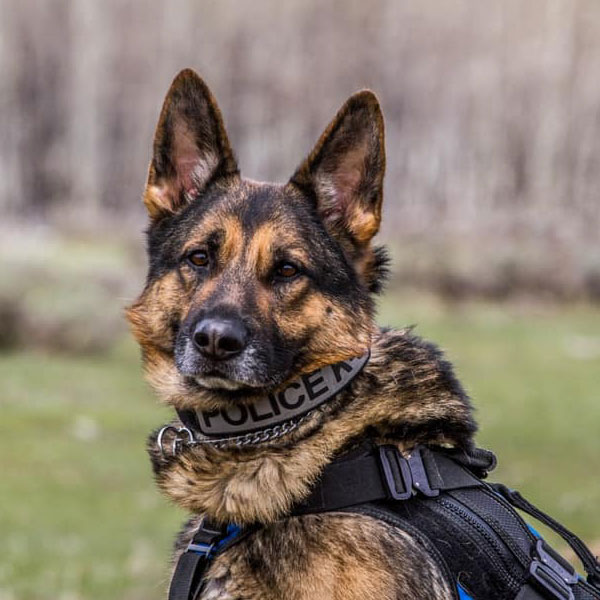 K9-Training-and-Certification